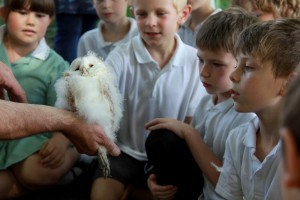 Barn owl chicks being tagged with Easebourne Primary School (the chicks are 6 weeks old).