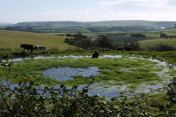 Cows at dewpond at Ditchling Beacon