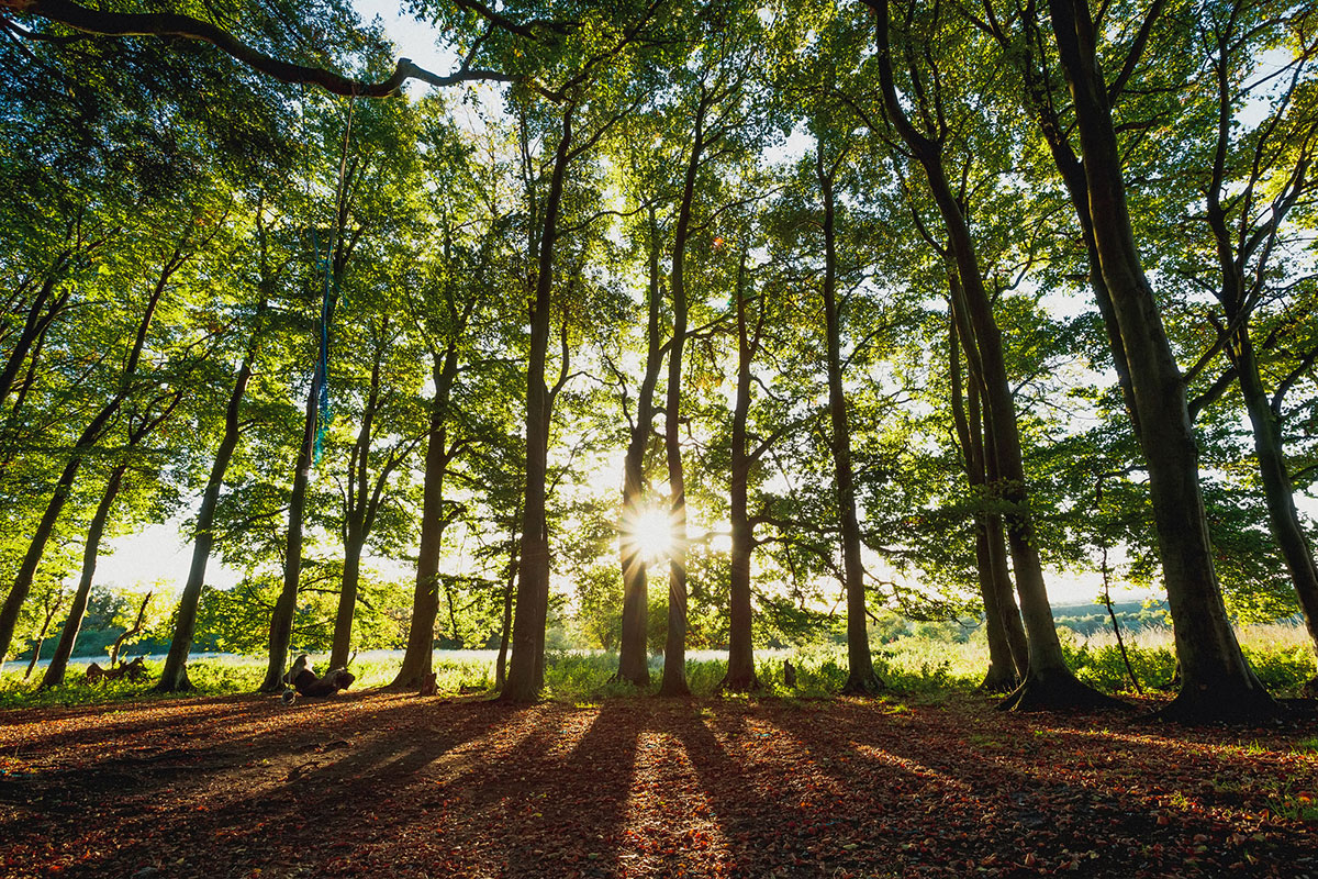 Woodland in the South Downs