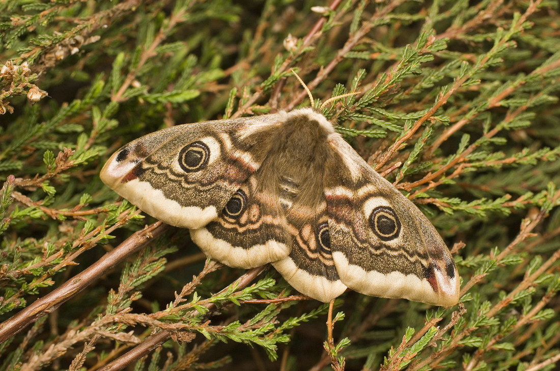 Emperor moth