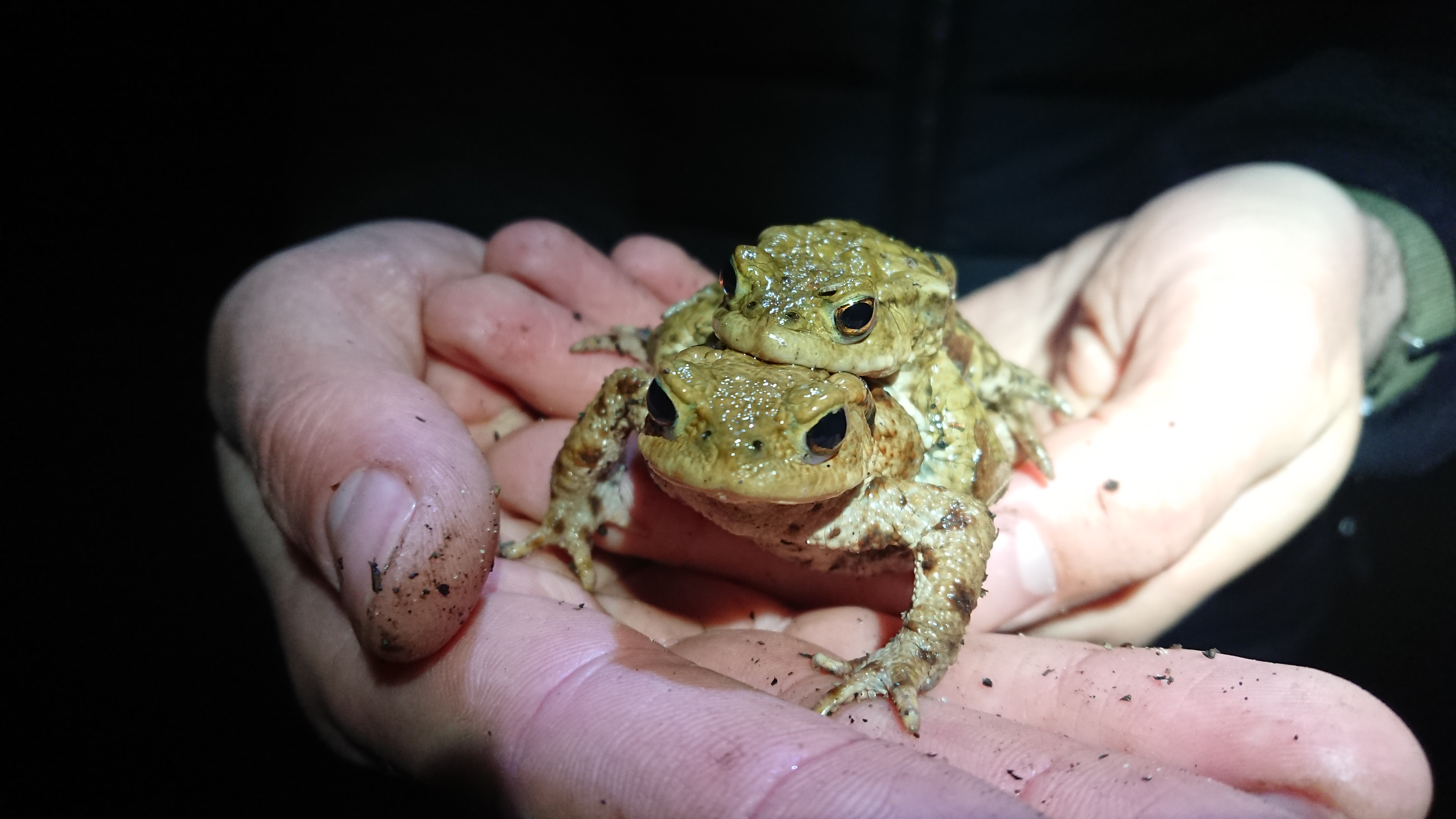 Toads in Hand