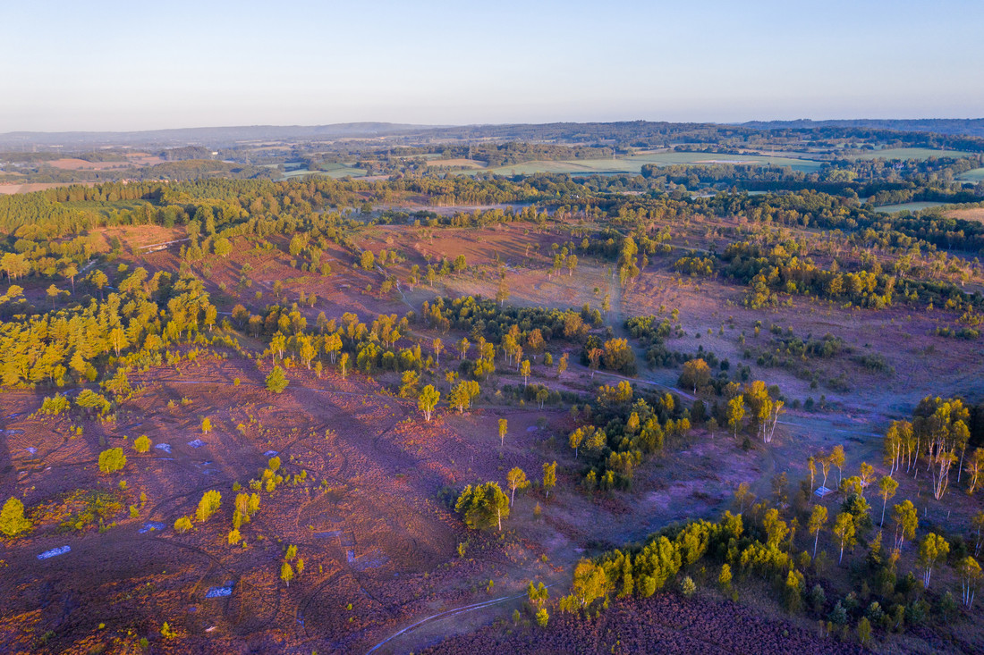 An aerial shot showing an area of land blooming with purple heather