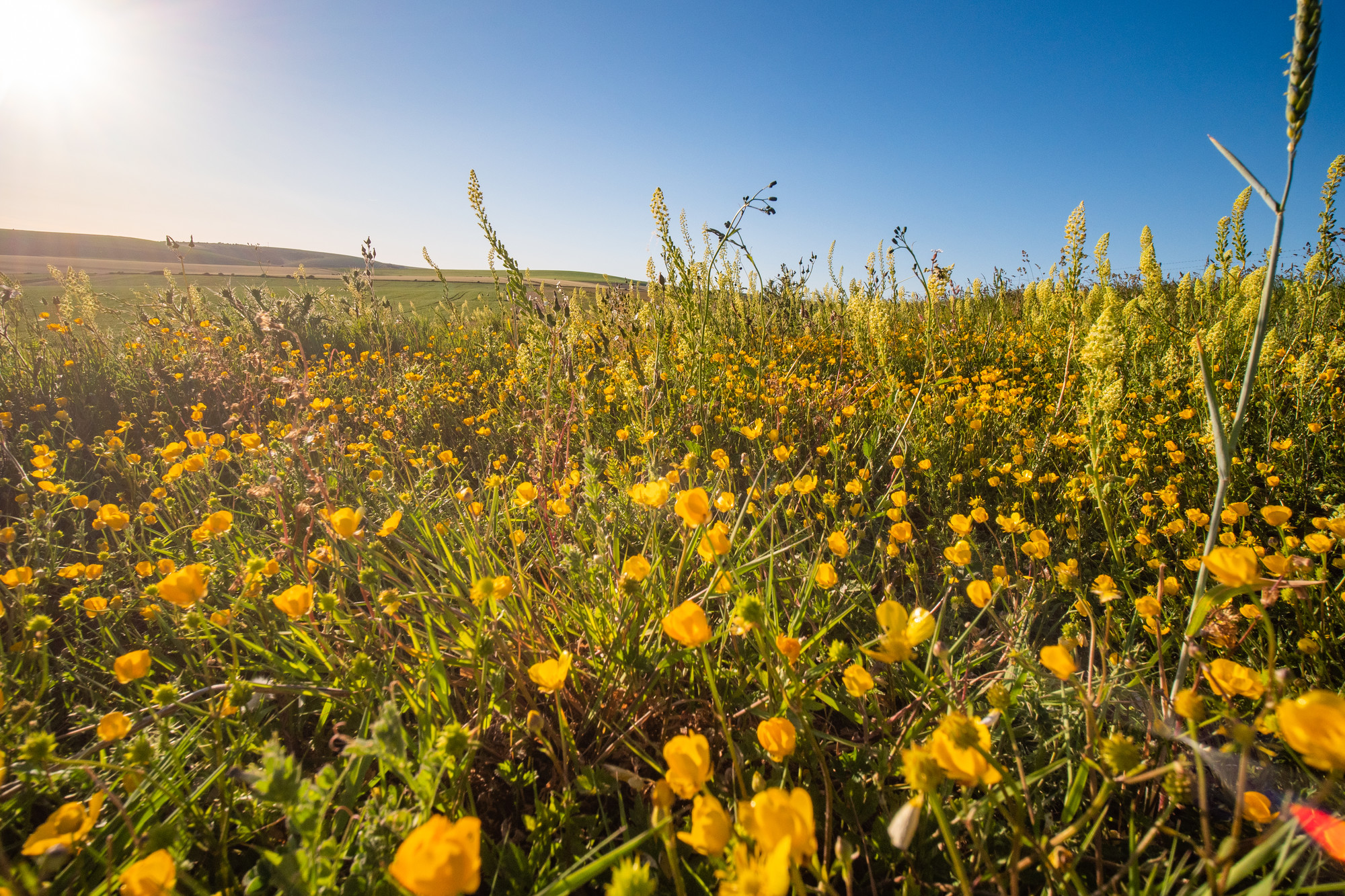 Summer wildflowers in a field