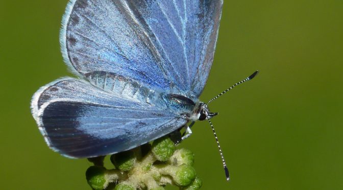 Biggest green roof in National Park brings boost for biodiversity