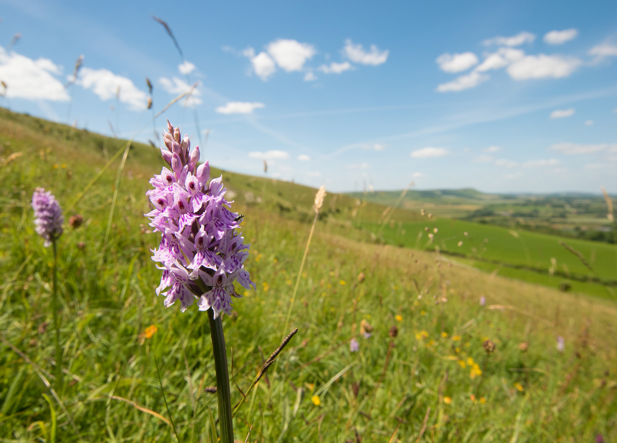 A purple flower in a green field