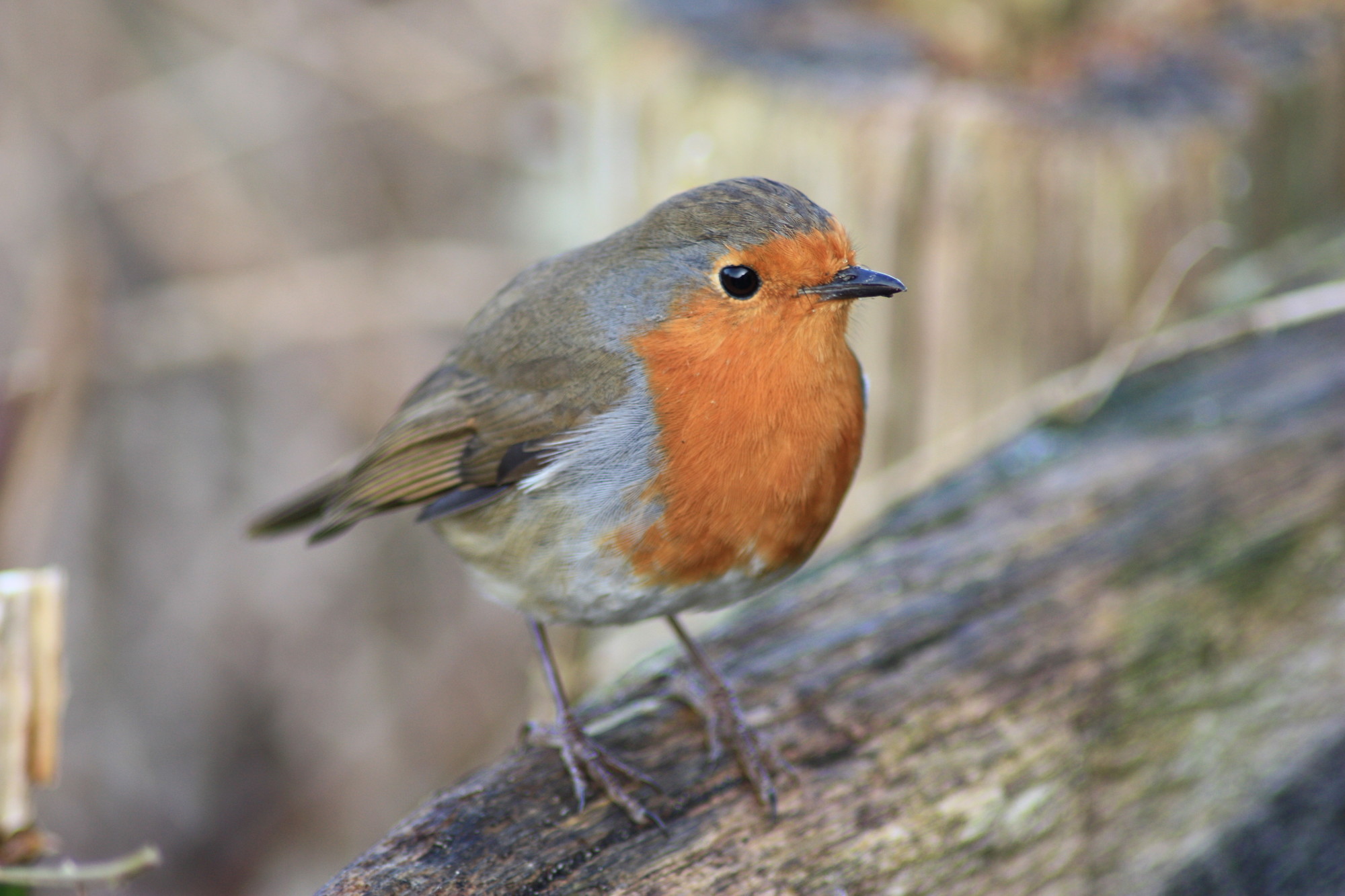 A little red-breasted robin perching on a branch