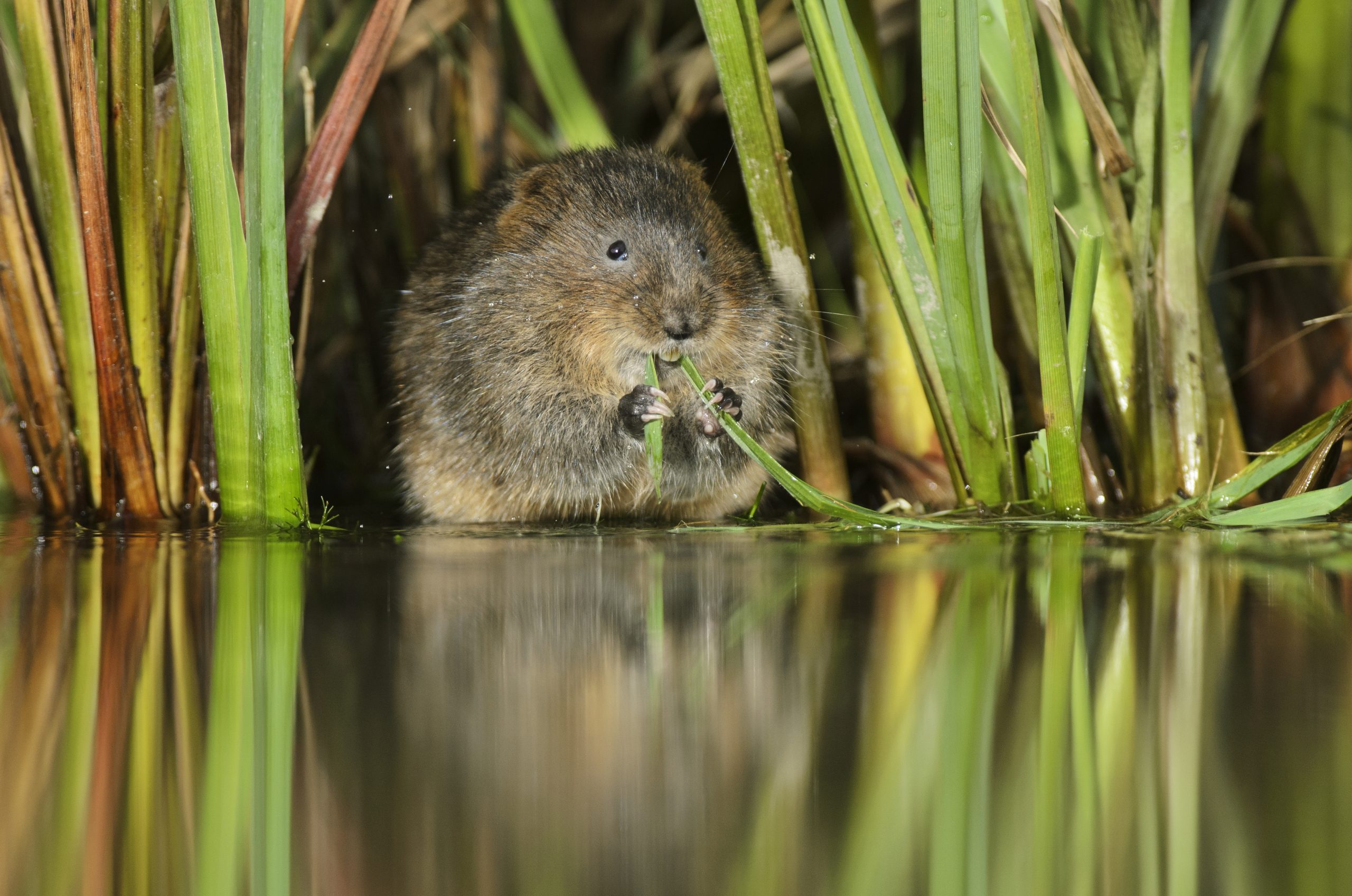A water vole munches on a leaf by the river bank