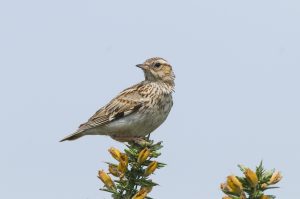 The small woodlark perching on a gorse bush