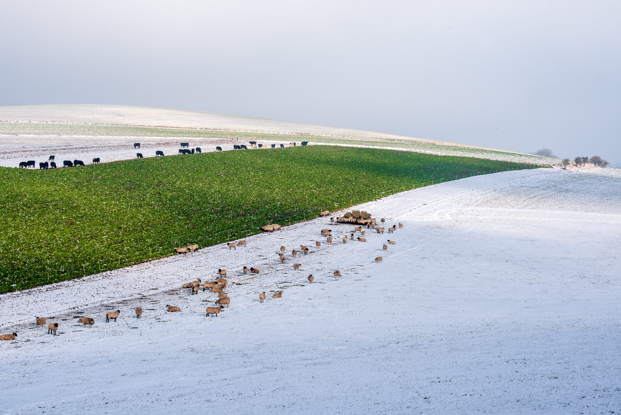 Sheep grazing on a snow covered hill