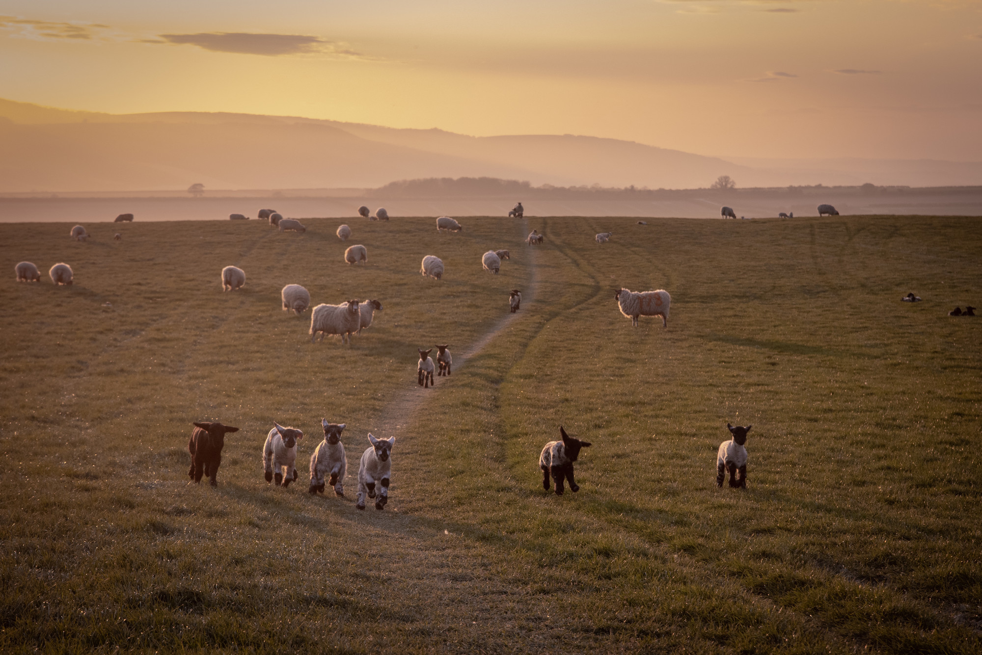 Lambs running along the hill at Wepham Down
