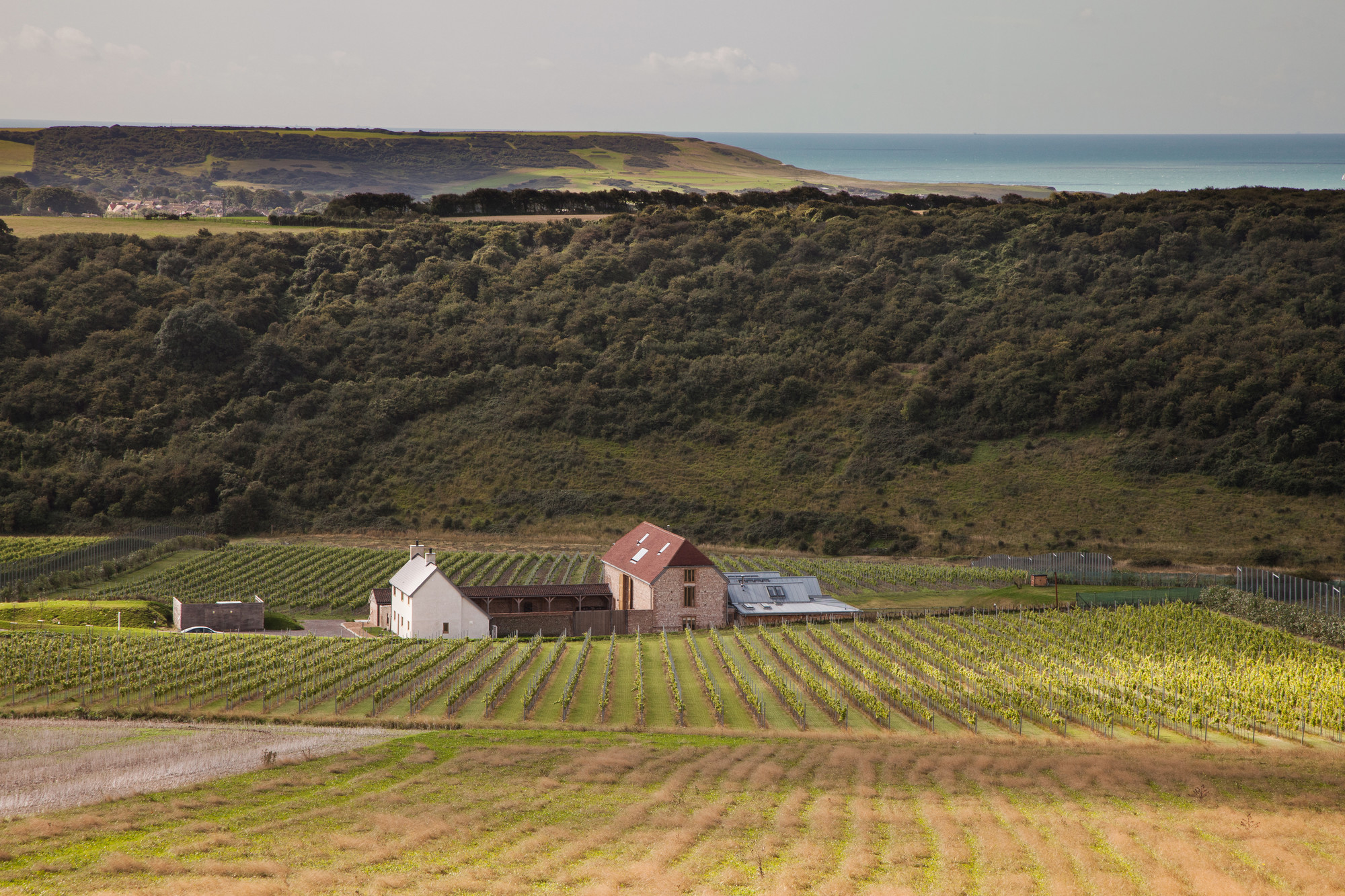 A vineyard in the South Downs, nestled in front of a woodland and chalk cliffs