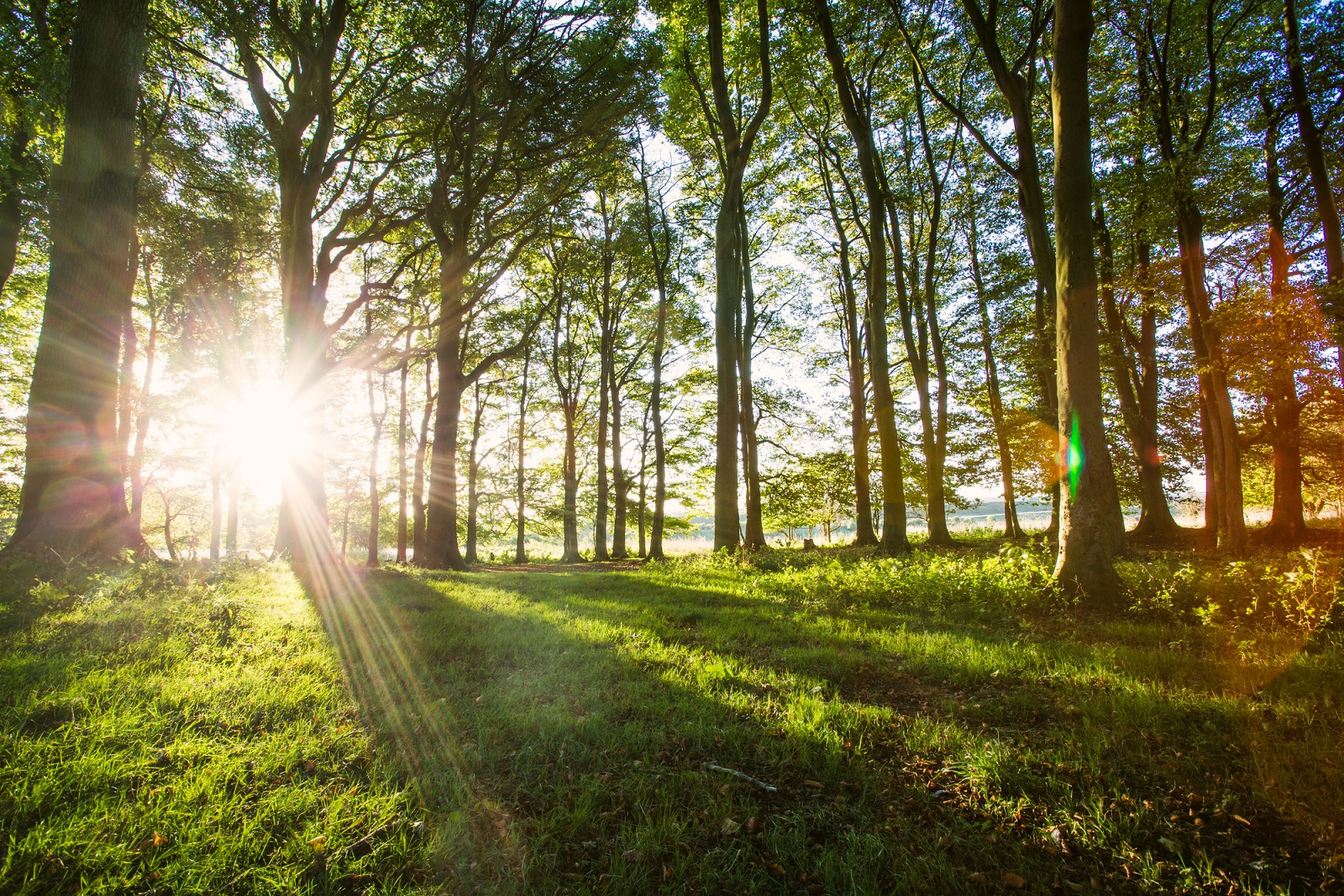 image showing woodland with sunlight shafting through the tree trunks and long shadows