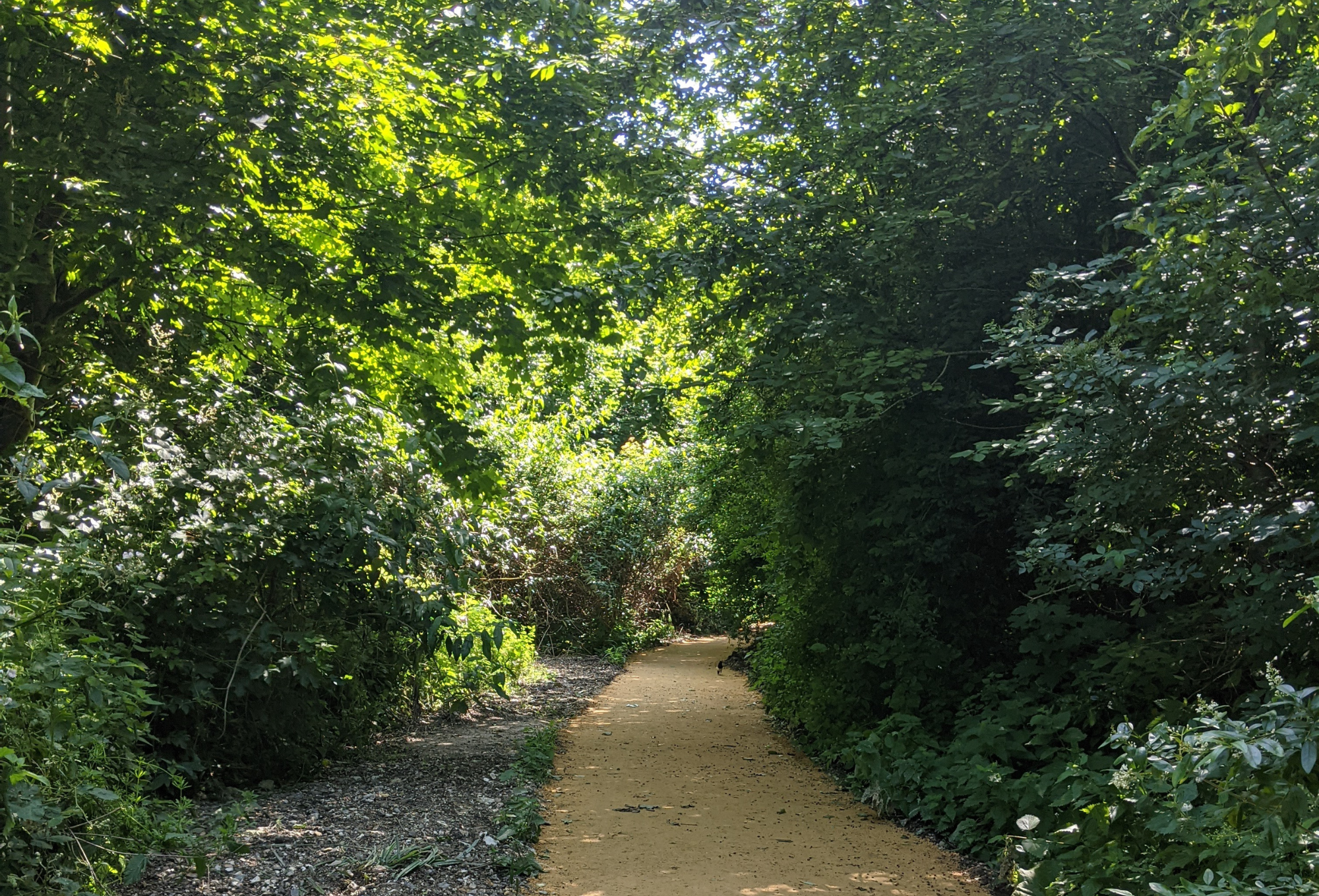 A newly paved pathway at a green nature reserve. The path is lined with trees
