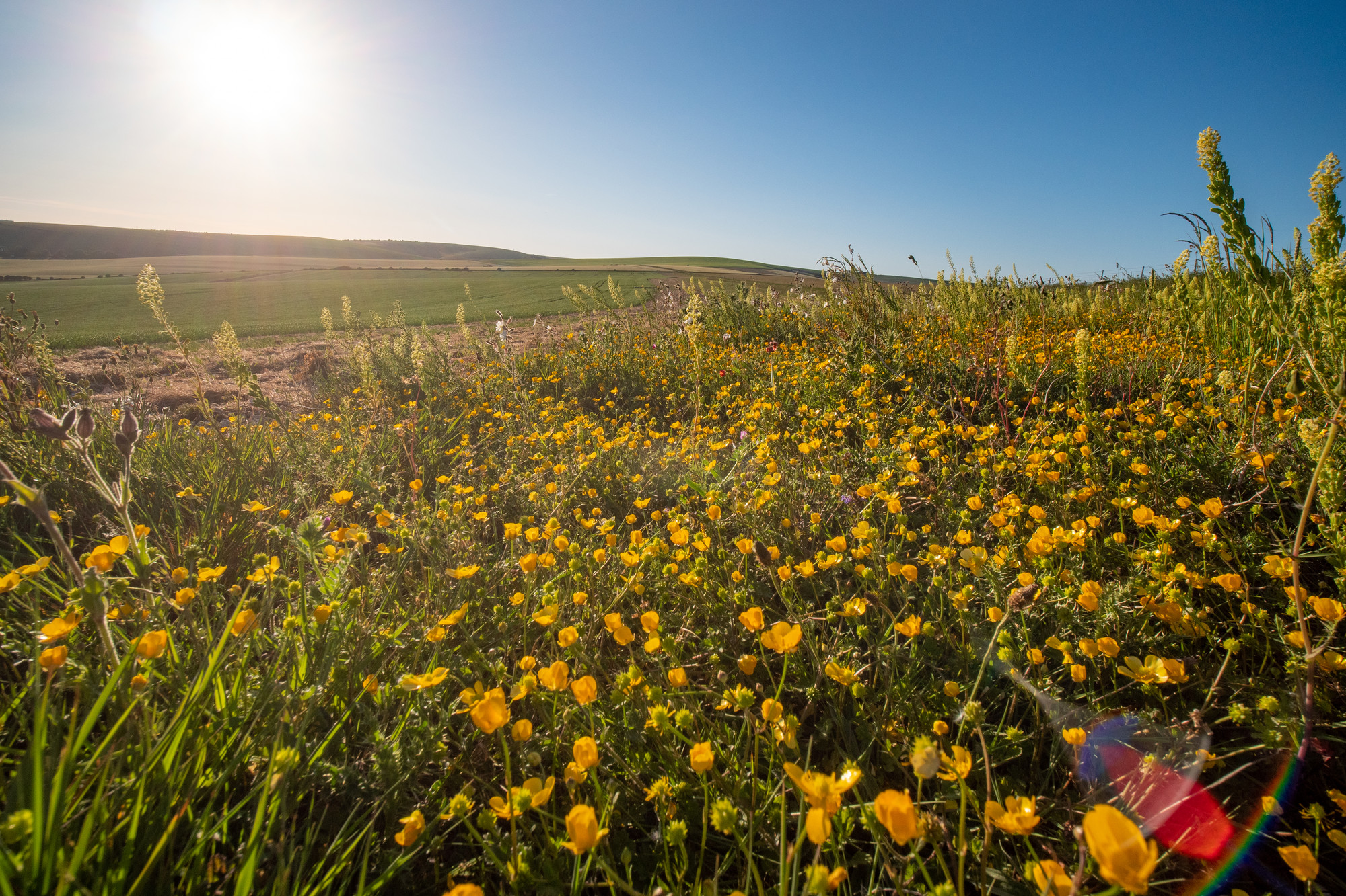Wildflowers in a field margin on a farm