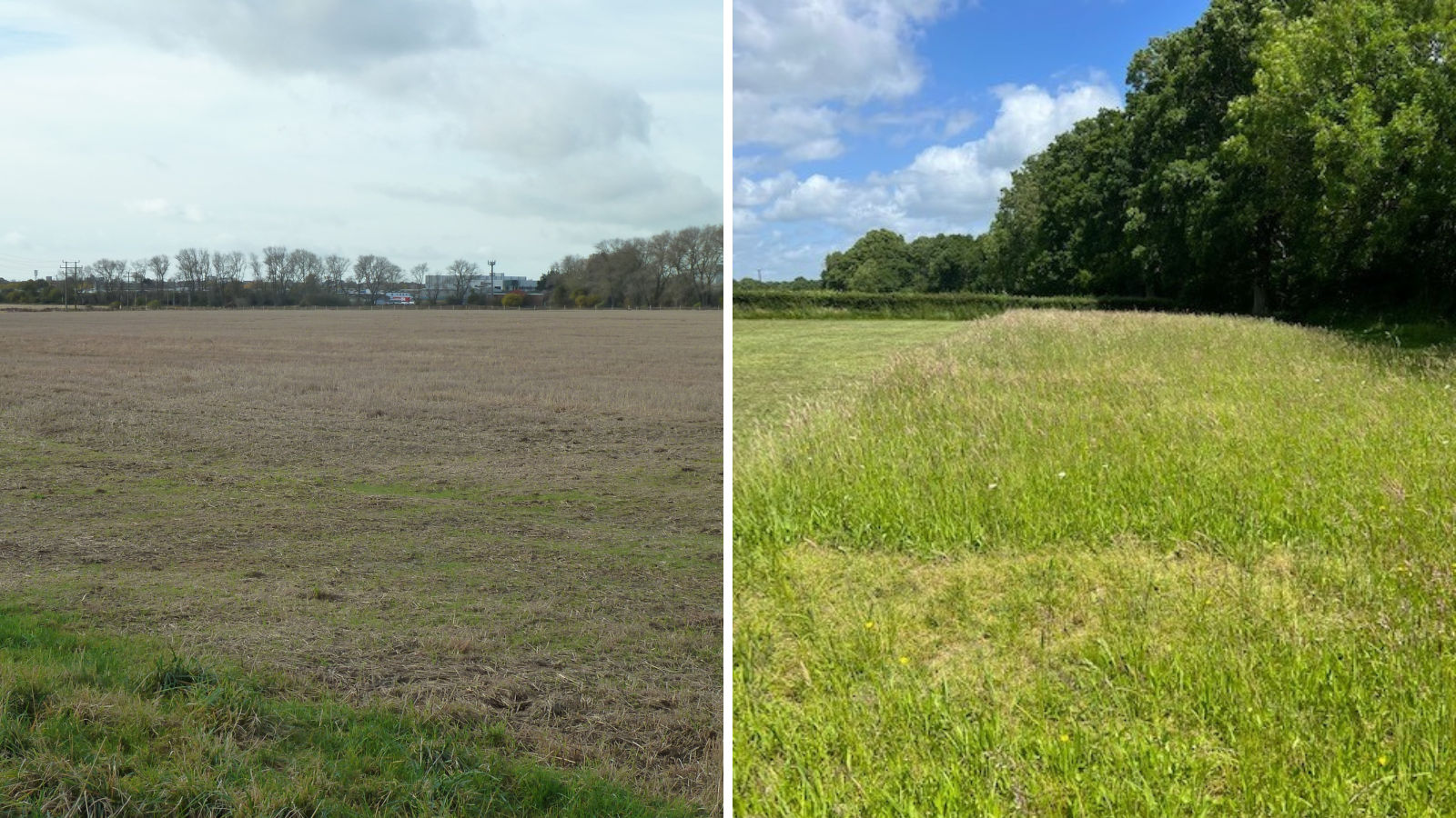 An image showing a field before it was planted with wildflower seeds on the left next to an image on the right showing wildflowers growing in the field