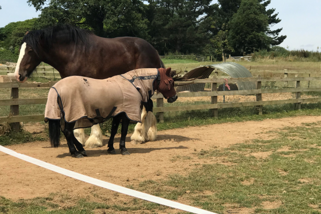 Two horses standing in a compact field