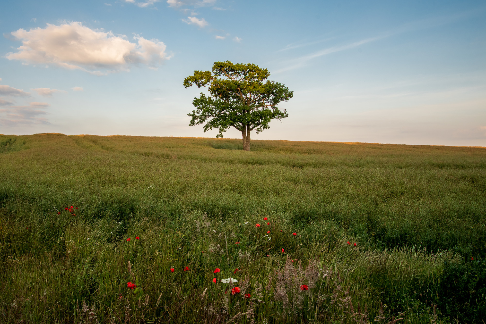 A tree stands alone in a field of barley and poppies