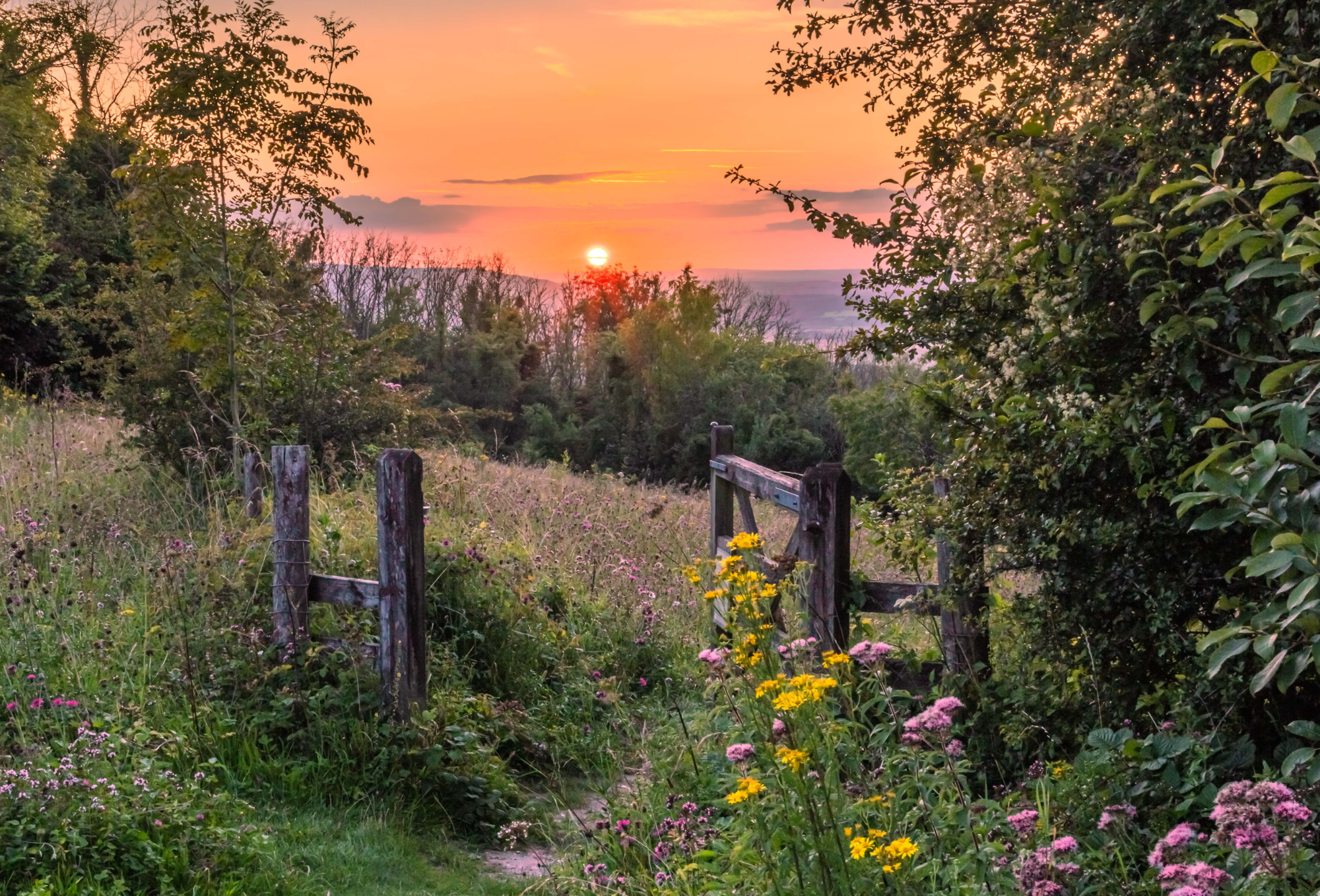 A beautiful landscape of wildflowers and trees at sunset