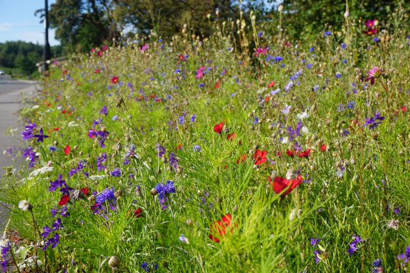 'A Palace for Nature' - wildflowers thrive in a garden meadow
