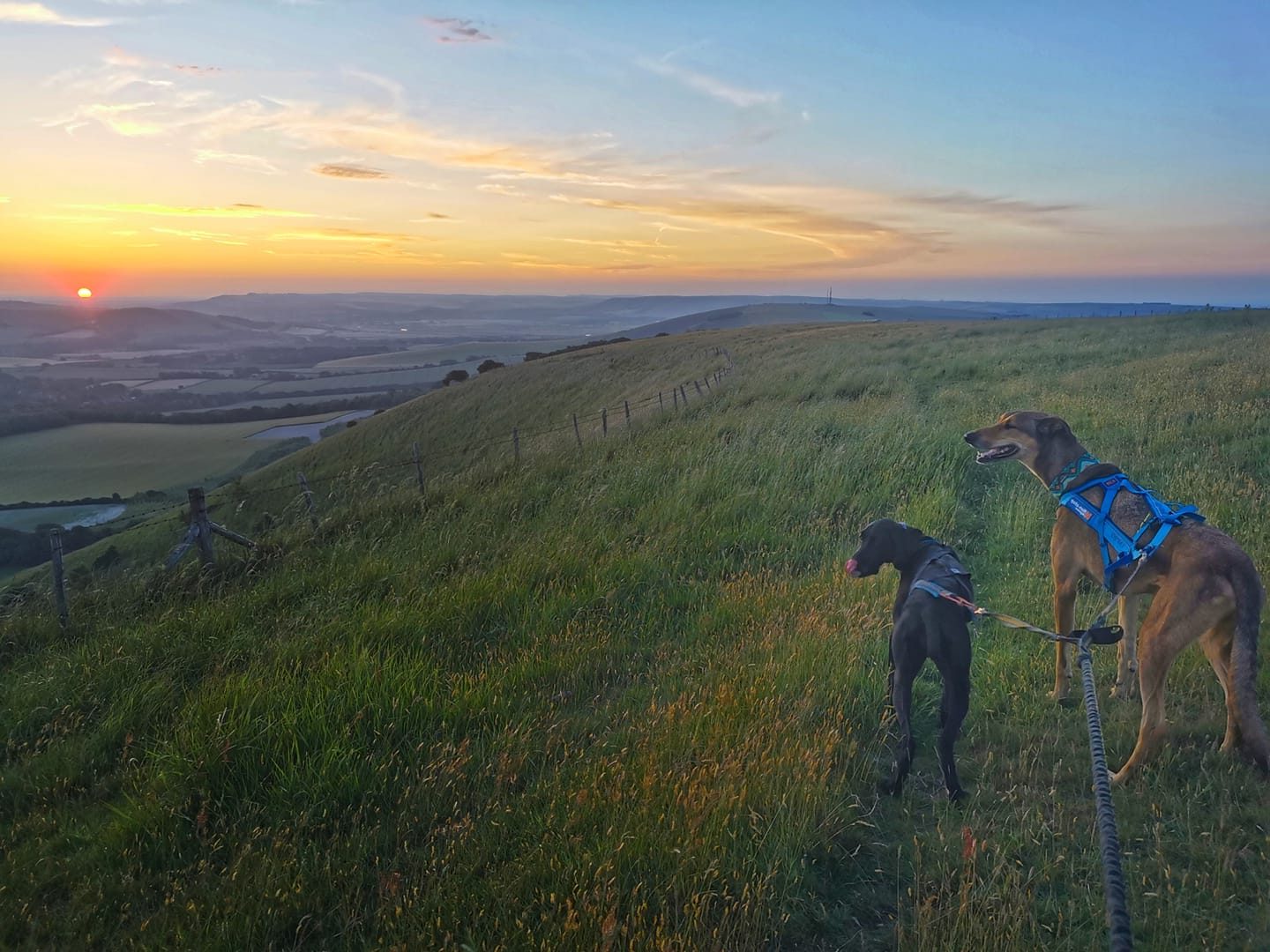 Two dogs on a lead overlooking the down.