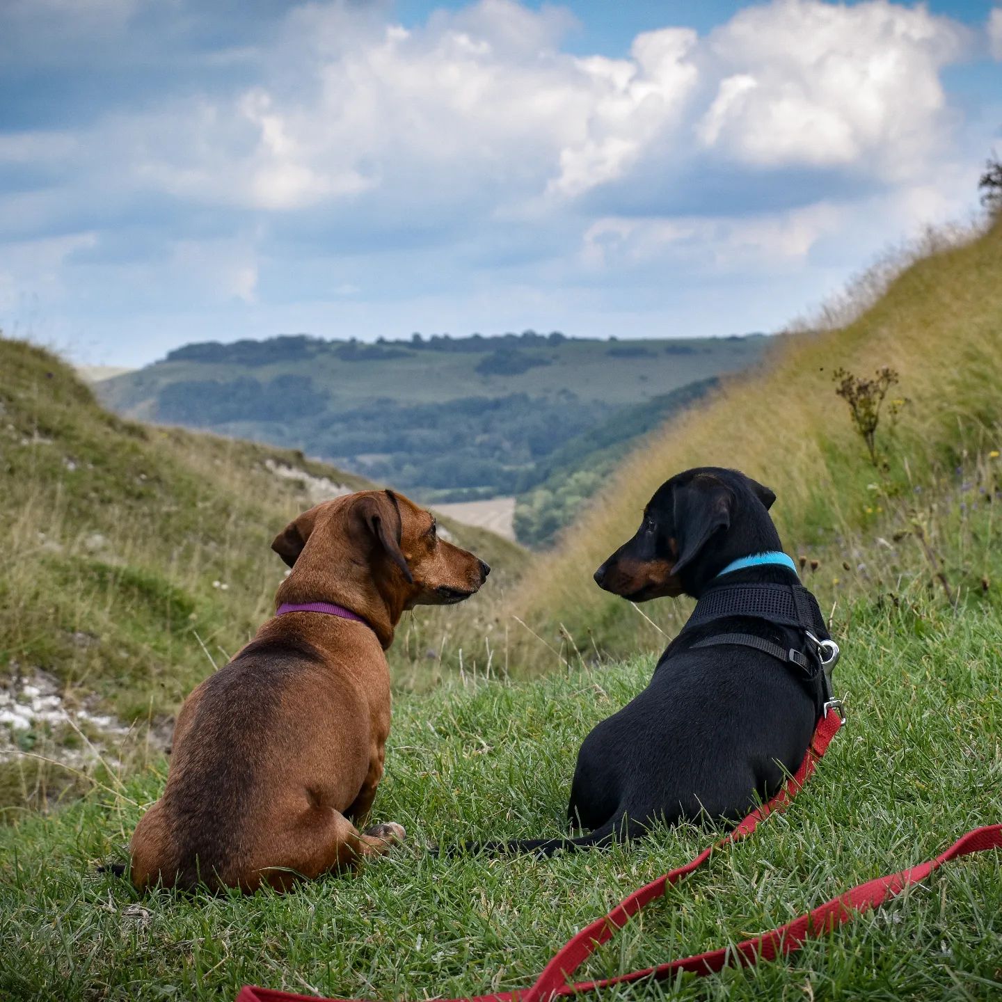 Two daschunds sit next to each other in front of the downs