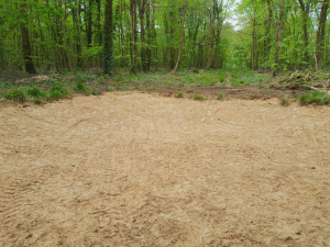 A patch of sandy soil