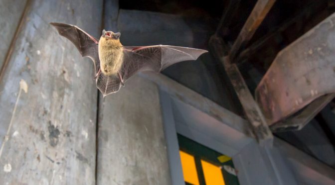Bats