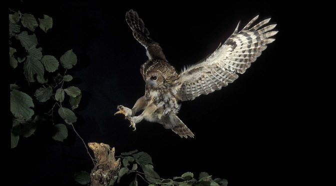 Birds at Night