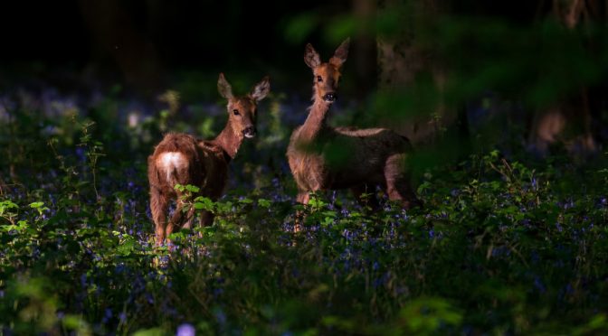 Nocturnal Mammals
