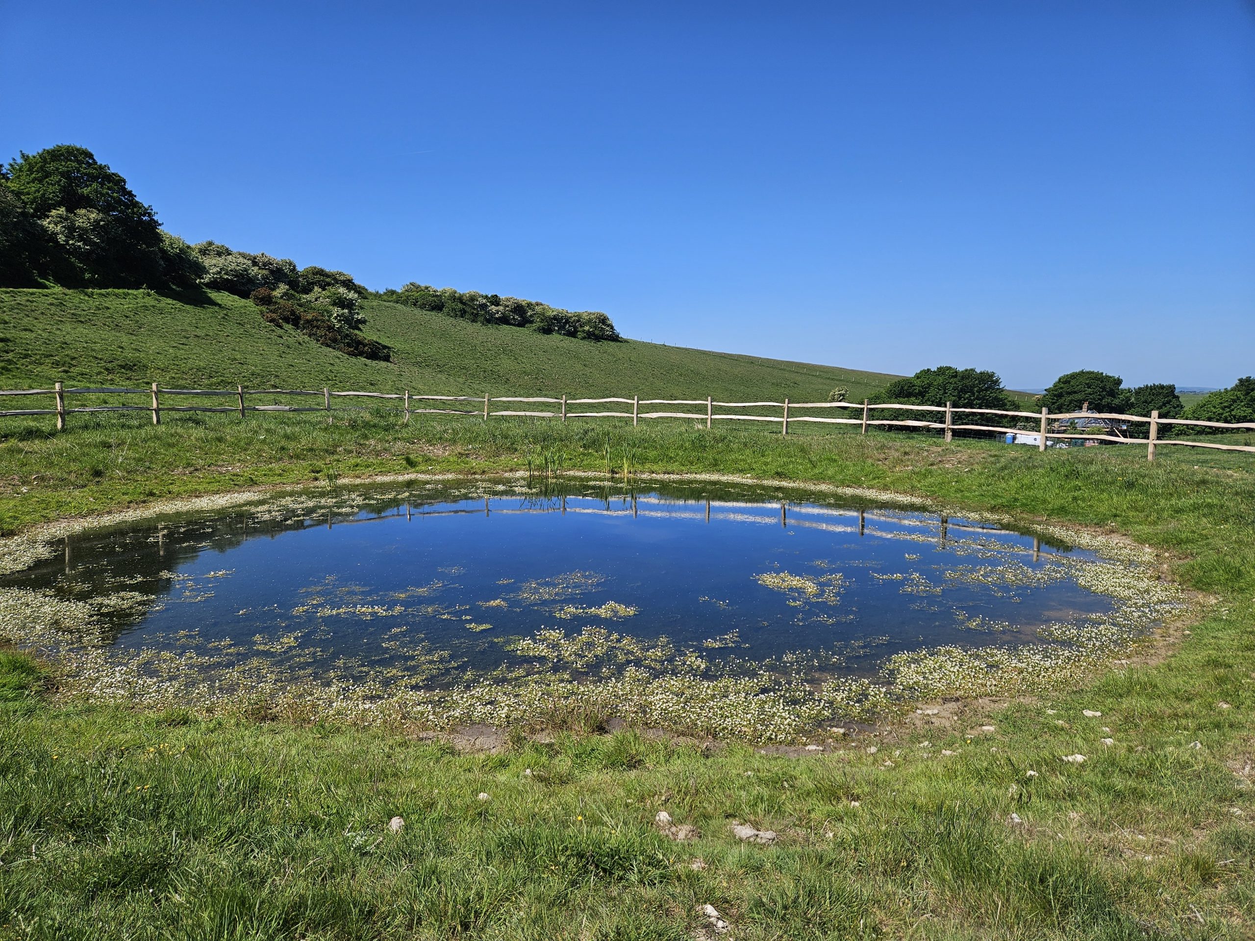 image shows a restored dew pond at Kingley vale national nature reserve in the National Park, witht he blue sky reflected in the glass like surface of the pond