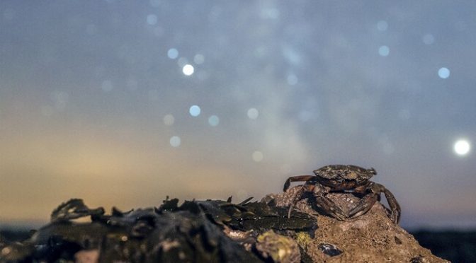 Nature at Night Resources