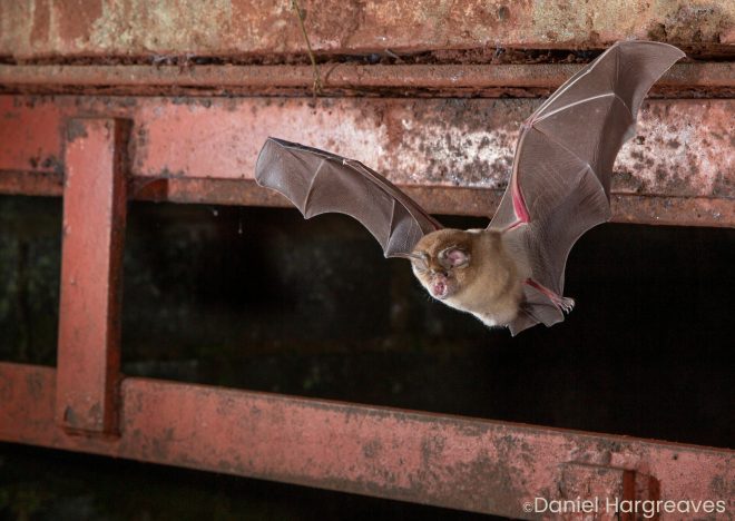image of a greater horseshoe bat by Daniel Hargreaves