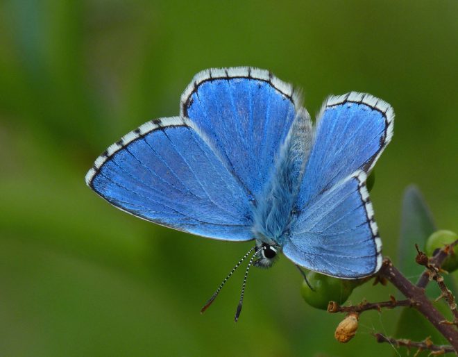 blue butterfly