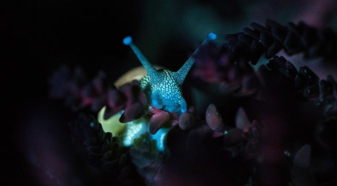 The World of Biofluorescence