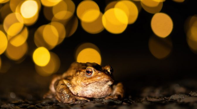 Frogs and Toads