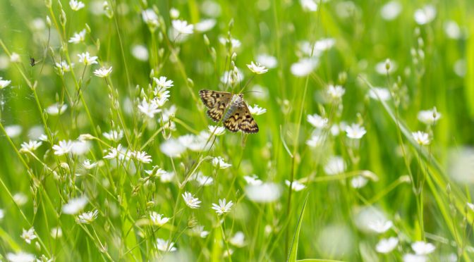 Marvellous Moths