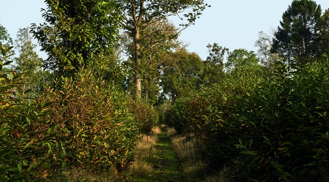 Trail Hike 2026