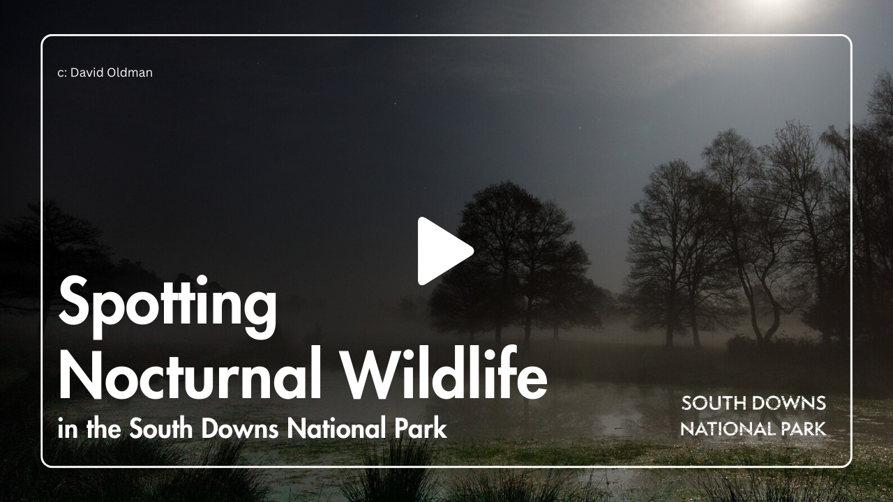Nature landscape at night with the moon lighting the sky. Text overlayed on the image reads 'Spotting Nocturnal Wildlife in the South Downs National Park'.