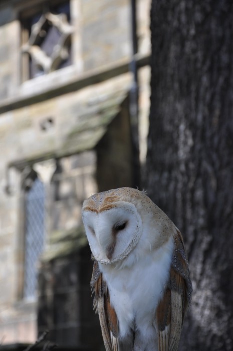 BARN OWL MIDHURST