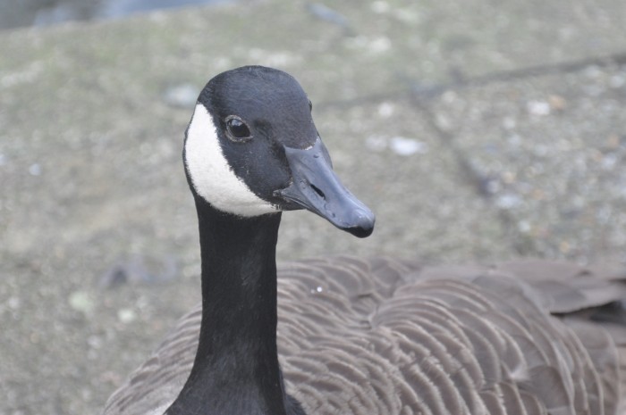 Canada goose