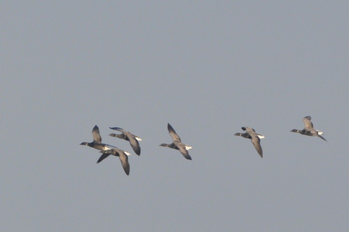 Brent geese in flight