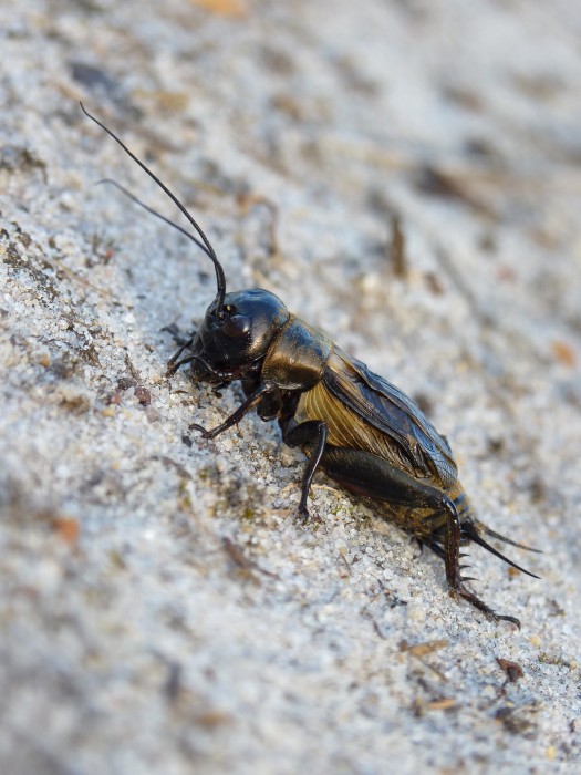 Field Cricket by Neil Hulme