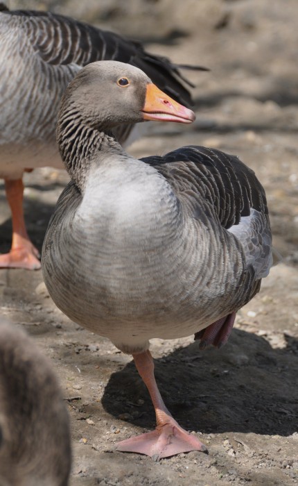 Greylag goose