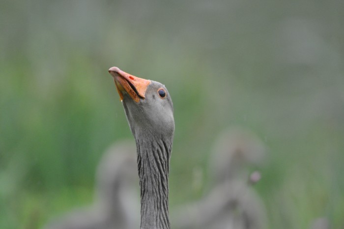 Greylag goose