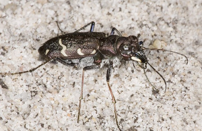 Heath tiger beetle by Bruce Middleton