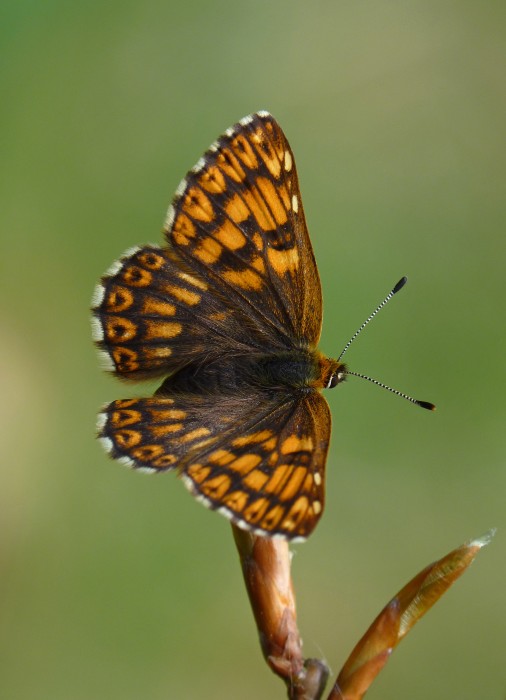 Duke of Burgundy by Neil Hulme