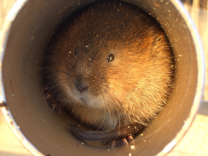 Water Vole