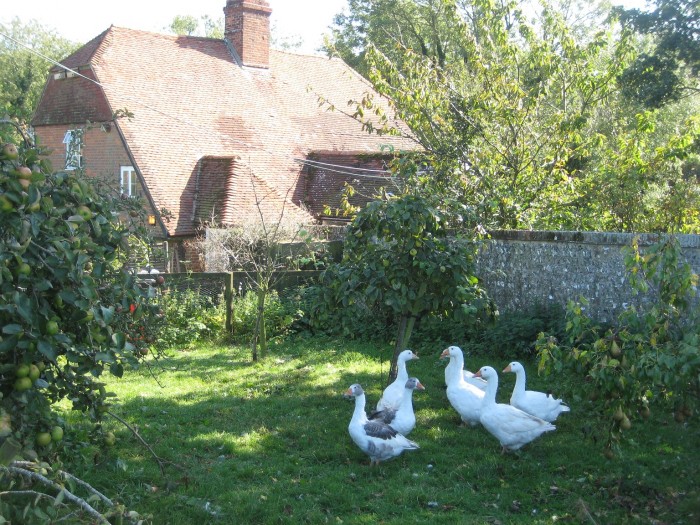 geese infront of house