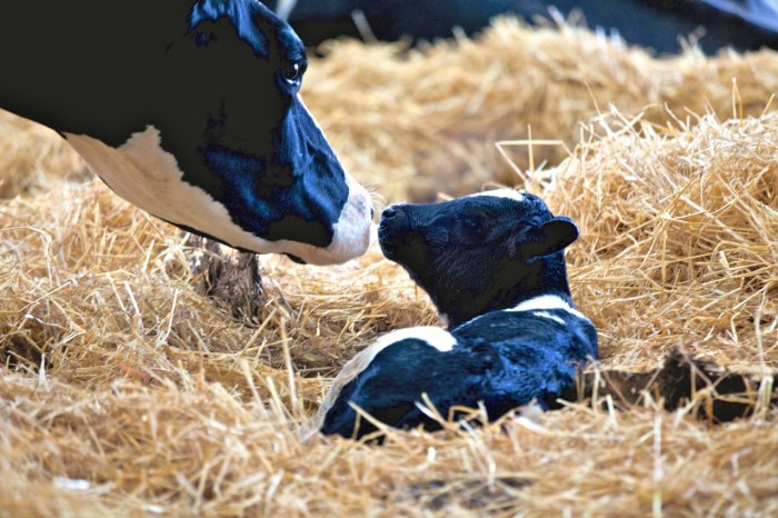 Plumpton cows