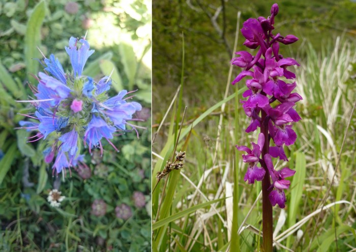 Viper's bugloss and early purple orchid